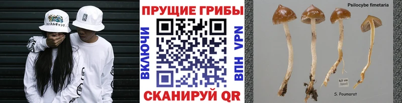 Галлюциногенные грибы Psilocybe Красноуфимск