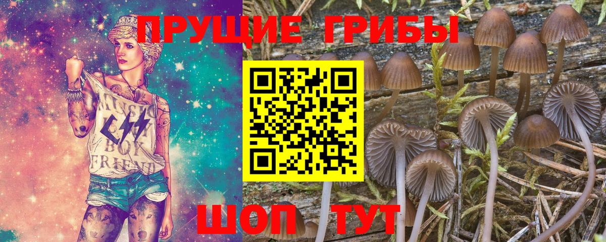 Галлюциногенные грибы Psilocybine cubensis Красноуфимск